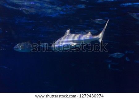 The blacktip reef shark, Carcharhinus melanopterus