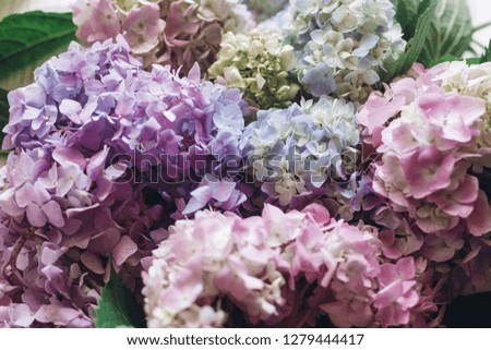 Beautiful hydrangea flowers in sunlight. Colorful pink,blue,green,white bouquet of hydrangea on rustic window. Hello spring. Happy mothers day. Women day