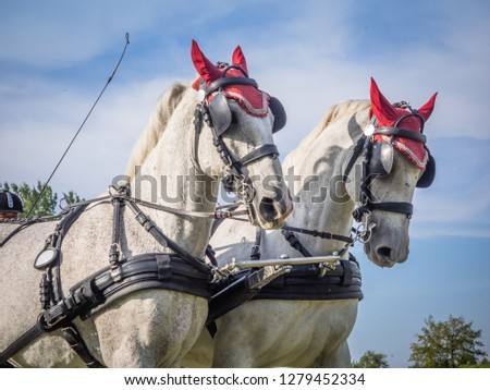 Horse carriage race - Karpatia Horse Show, Floresti, Prahova, Romania