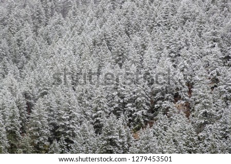 Peaceful Snow Covered Trees in the Foggy Alpine Forest of Colorado