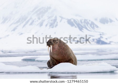 (Odobenus rosmarus) Walrus on ice floes.