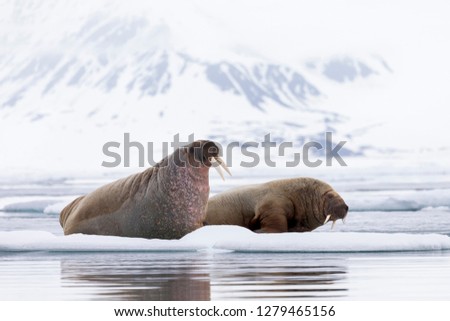 (Odobenus rosmarus) Walrus on ice floes.