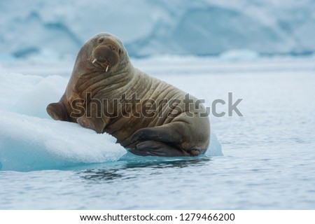  Nordaustlandet Island. Brasvelbreen. Young Atlantic walrus (Odobenus rosmarus) resting on an ice floe.