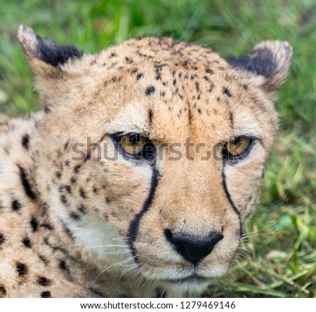 Portrait of a cheetah, large flap on the face. Against the background of grass.