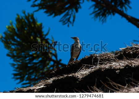 Chalk browed mockingbird with a blue sky background