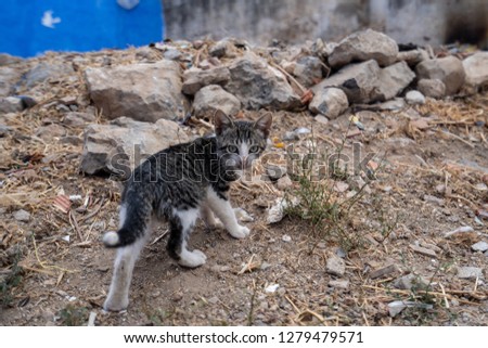 In the suburbs of Chefchaouen, a small cat is running away from the camera, Morocco