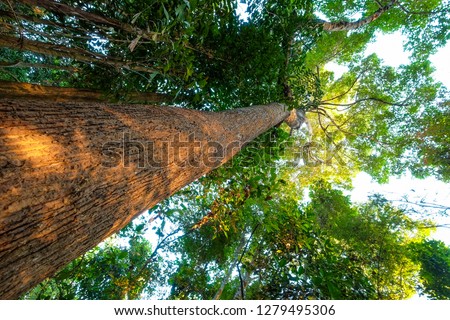 Big ancient Yang tree with blue sky background in thailand. to top view picture of giant old tree.