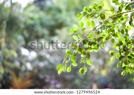Close-up pictures, natural scenery of vintage green leaves
On green background, blur and text copy area Natural green background concept live wallpaper
