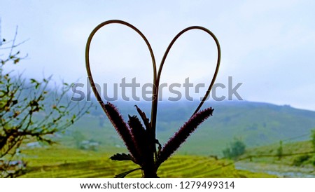 flower of heart