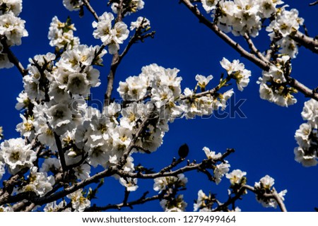 Almond flower Almond Tree Close-up Macro Photo