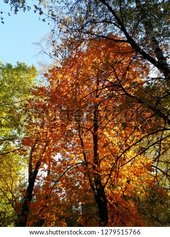 Nature autumn landscape