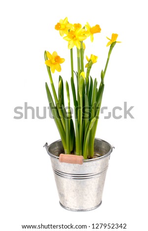 Yellow Narcissuses in a bucket on a white  background
