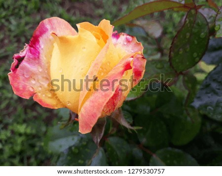 Beautiful unopened colorful roses background for Valentine's day. Close up macro shot. After the rain.