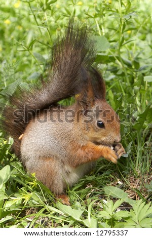 Squirrel sit in a grass and gnaws sunflower seeds