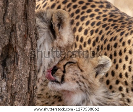 Cheetahs kissing each other in Africa