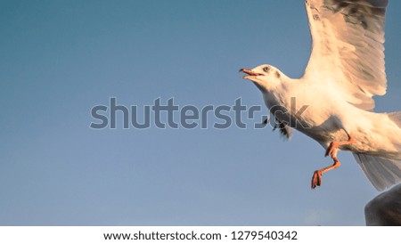 Seagull in the blue sky .