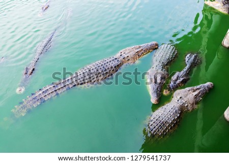 Picture of the crocodile groups  in the water