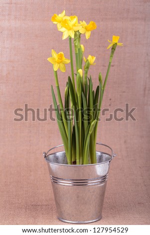 Yellow Narcissuses in a bucket on a background of burlap