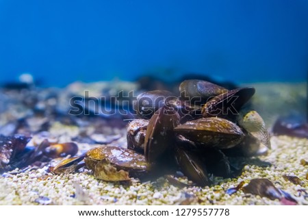 group of common mussels together underwater, nature sea background Royalty-Free Stock Photo #1279557778