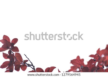 white blank background with red leaves on the bottom