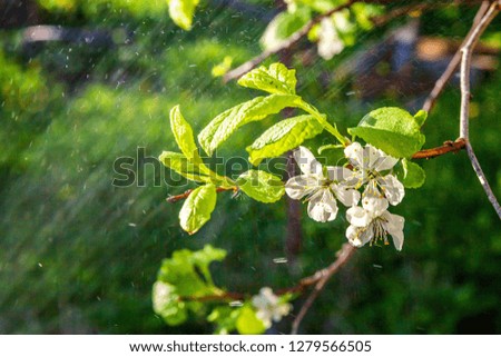 Beautiful white cherry blossom sakura flowers in spring time. Background with flowering cherry tree. Inspirational natural floral spring blooming garden or park. Colorful ecology nature landscape