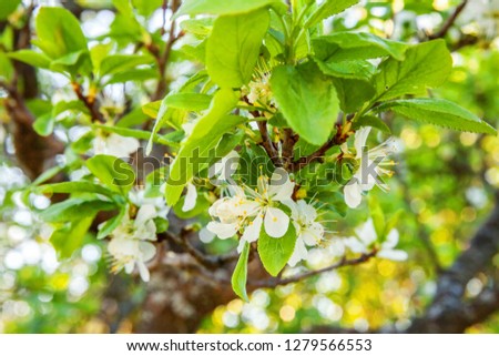 Beautiful white cherry blossom sakura flowers in spring time. Background with flowering cherry tree. Inspirational natural floral spring blooming garden or park. Colorful ecology nature landscape