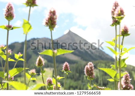 View of Crested Butte mountain through Spring wildflowers in Colorado 