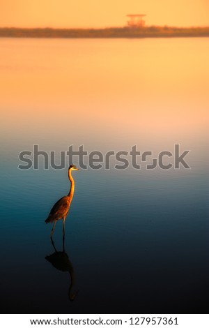 Lonely egret at lake during sunset, Merritt Island, Titusville, Brevard County, Florida, USA