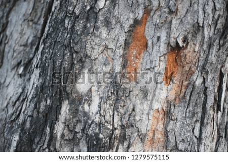 Tree bark crack texture background