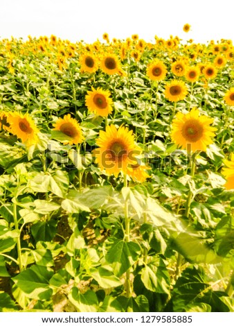 Photo picture field of blooming sunflowers on a green background