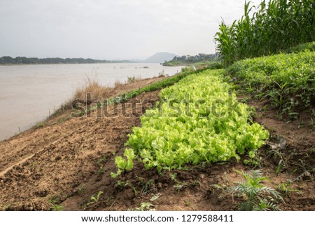 Vegetable garden area along the Mekong River