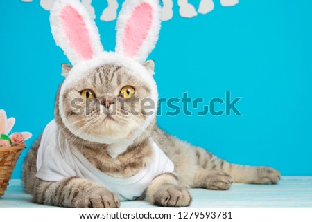 Cute cat, Easter composition. Cat as a rabbit, background for Easter, banner, a place to place text