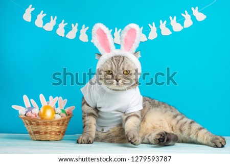 Easter cat with bunny ears with Easter eggs. Cute kitten