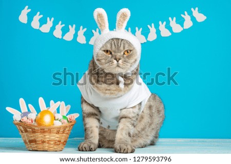 Cute cat, Easter composition. Cat as a rabbit, background for Easter