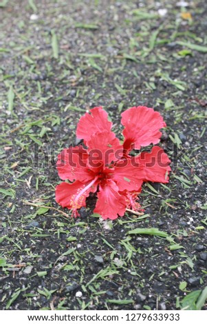Red hibiscus flower. Malaysia national flower.