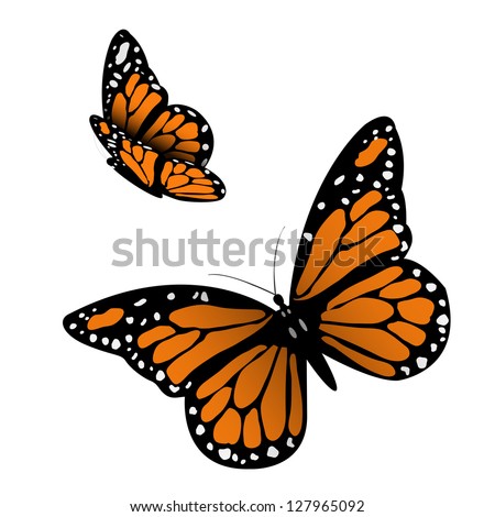 Monarch Butterfly. Vector illustration