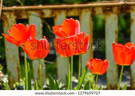 Red tulips on a flowerbed in city park