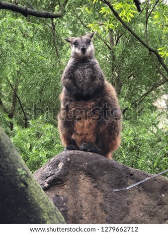 Rock Wallaby - Australian Native Animal
