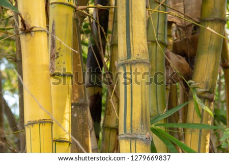 Yellow bamboo shoot
