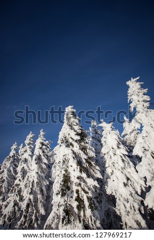 conifer trees covered with snow in black forest