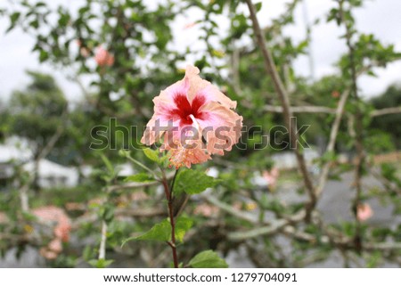 Beautiful Hibiscus flower. Malaysia national flower.