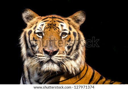 Close Up of Wild Bengal Tiger isolated on black background.
