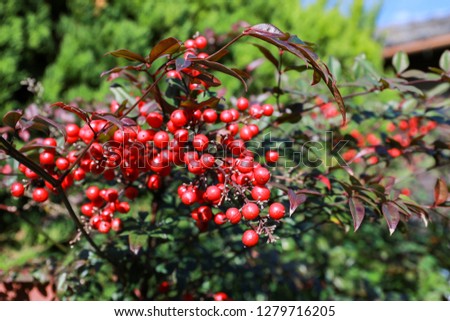holly berries in japan or Ardisia Crenata ( Myrsinaceae ) plants small and bright red fruit