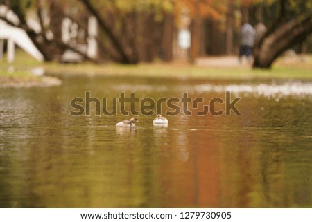 The beautiful and colorful autumn landscape in Shanghai of the China with the ducks swimming in the river