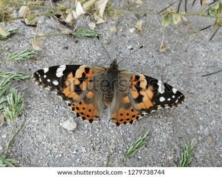 Beautiful Spring Time Admiral Butterfly With Open Wings Royalty-Free Stock Photo #1279738744