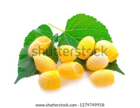 yellow thai silkworm cocoons pile isolated on white background