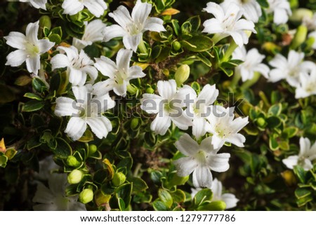 Close-up of many  white  flower. Macro photography 