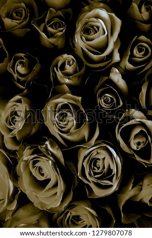 Natural background of fresh roses. Soft focus. Toned.