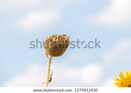 Sunflower seeds in the fields