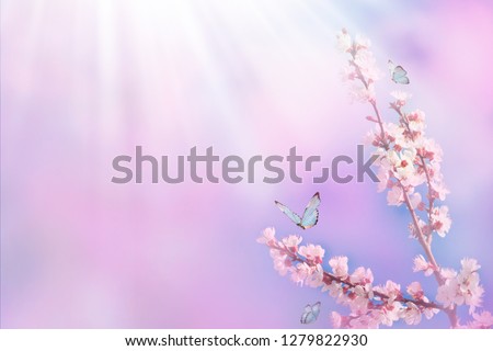 Beautiful branch of blossoming cherry and blue butterfly in spring at Sunrise morning on pink background, macro. Amazing elegant artistic image nature in spring, sakura flower and butterfly.